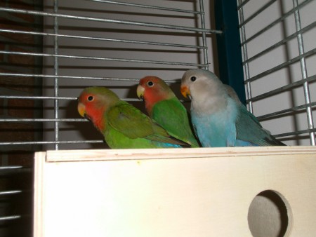 hier nog één van dichtbij